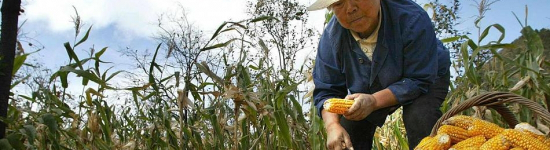 Pensión familiar puede ser su alternativa para asegurarse en la vejez